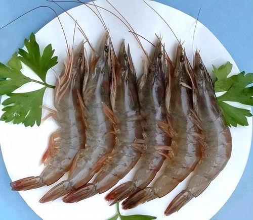 养殖对虾爆料方法视频讲解,视频讲解揭秘高效养殖技巧