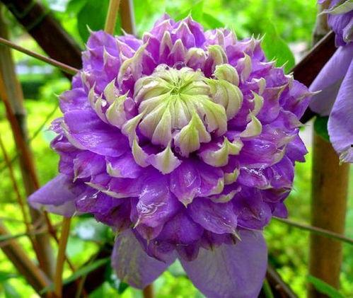 头条29.9买的铁线莲,打造美丽花园新宠