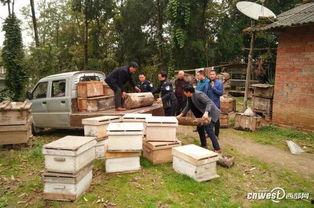 昌宁土蜂新闻头条,传承千年技艺，昌宁土蜂产业焕发新活力