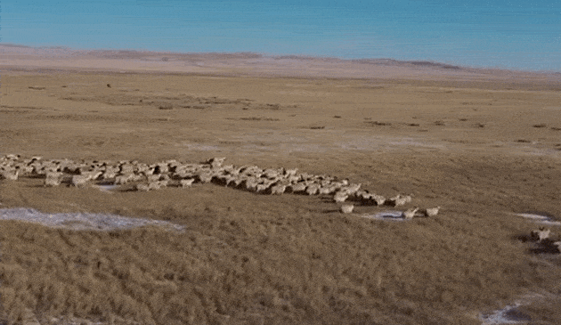 内蒙古网红牧羊,草原牧歌中的青春风采