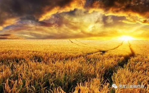 久久麦穗的微头条,揭秘麦穗品牌背后的故事与魅力