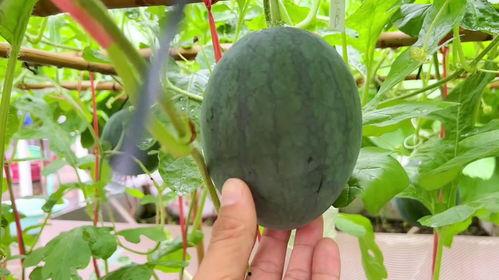 吃瓜吗没瓜,揭秘网络热议背后的真相