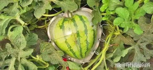 美国吃瓜网,揭秘娱乐圈幕后真相，带你领略不一样的娱乐世界