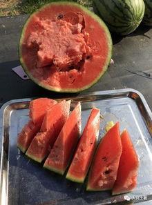 吃大瓜网红区,揭秘网红区“吃大瓜”背后的秘密与魅力