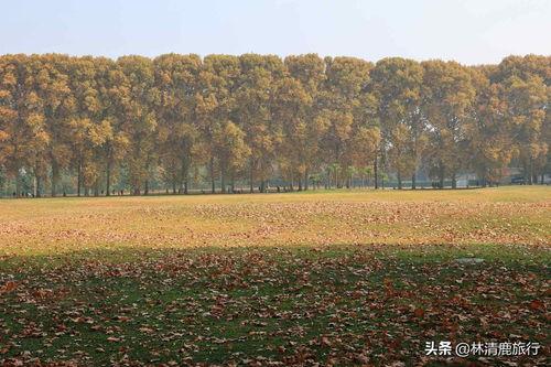 郑州头条拍摄技巧,捕捉城市魅力的五大绝技