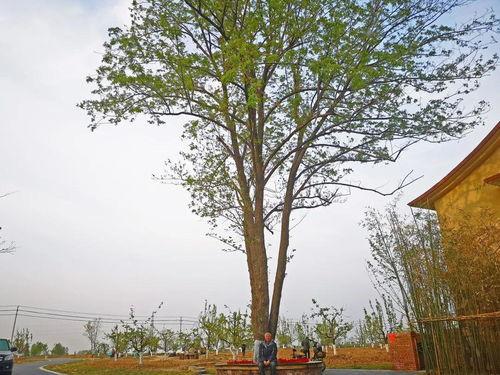 贵阳农村网红打卡地点,探寻乡野之美的新宠