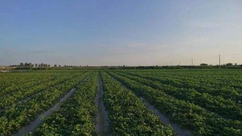 武威民勤沙漠中心吃瓜,武威民勤沙漠中心吃瓜体验