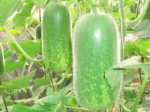 晚上吃螺纹瓜好吗减肥,晚间享用螺纹瓜助力健康减肥新选择