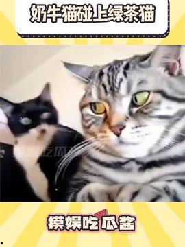 猫酱吃瓜,揭秘娱乐圈那些不为人知的幕后故事