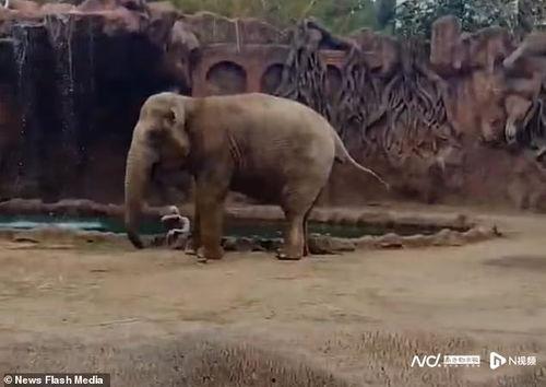 今日头条小羚羊,今日头条带你领略非洲草原的生机与活力