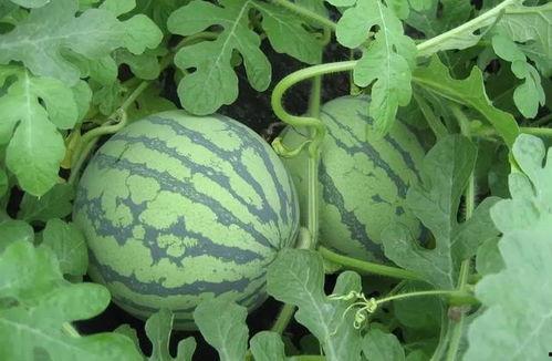 盐城的吃瓜事件